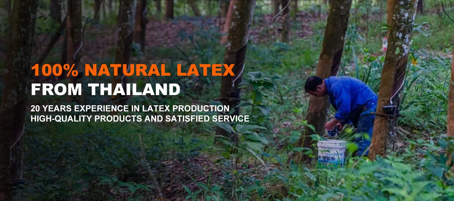 Natura Lateksa Matraca Provizanto